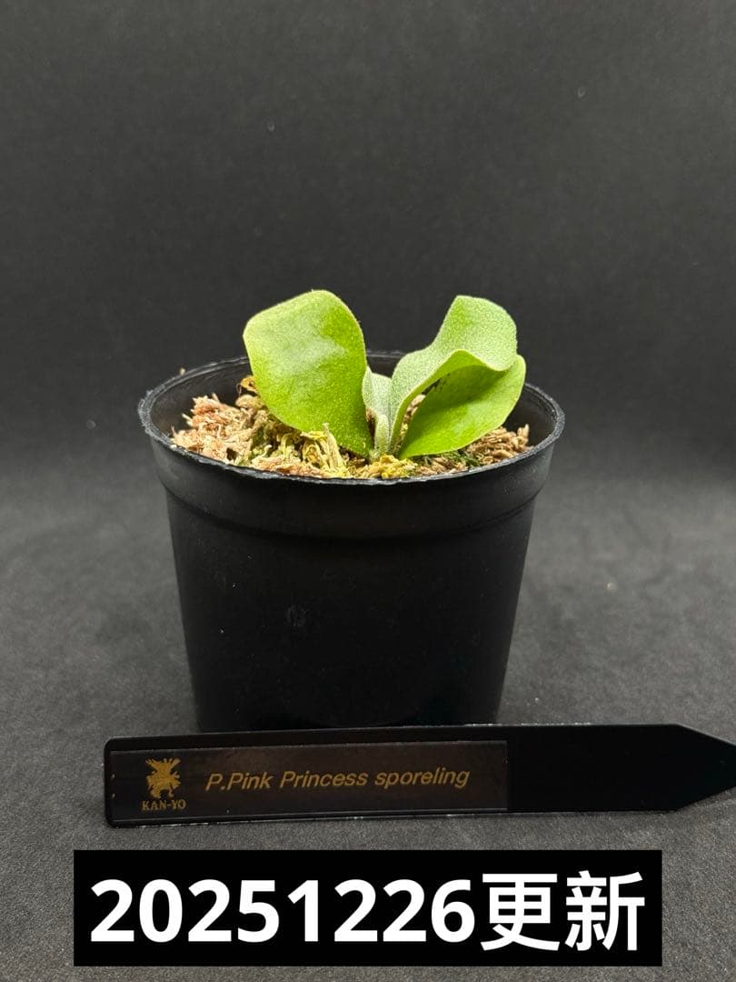 P.Pink Princess sporelingピンクプリンセス　スポア株