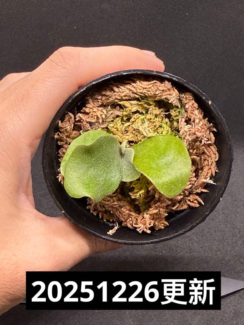 P.Pink Princess sporelingピンクプリンセス　スポア株