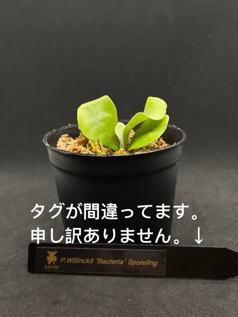 P.Pink Princess sporelingピンクプリンセス　スポア株