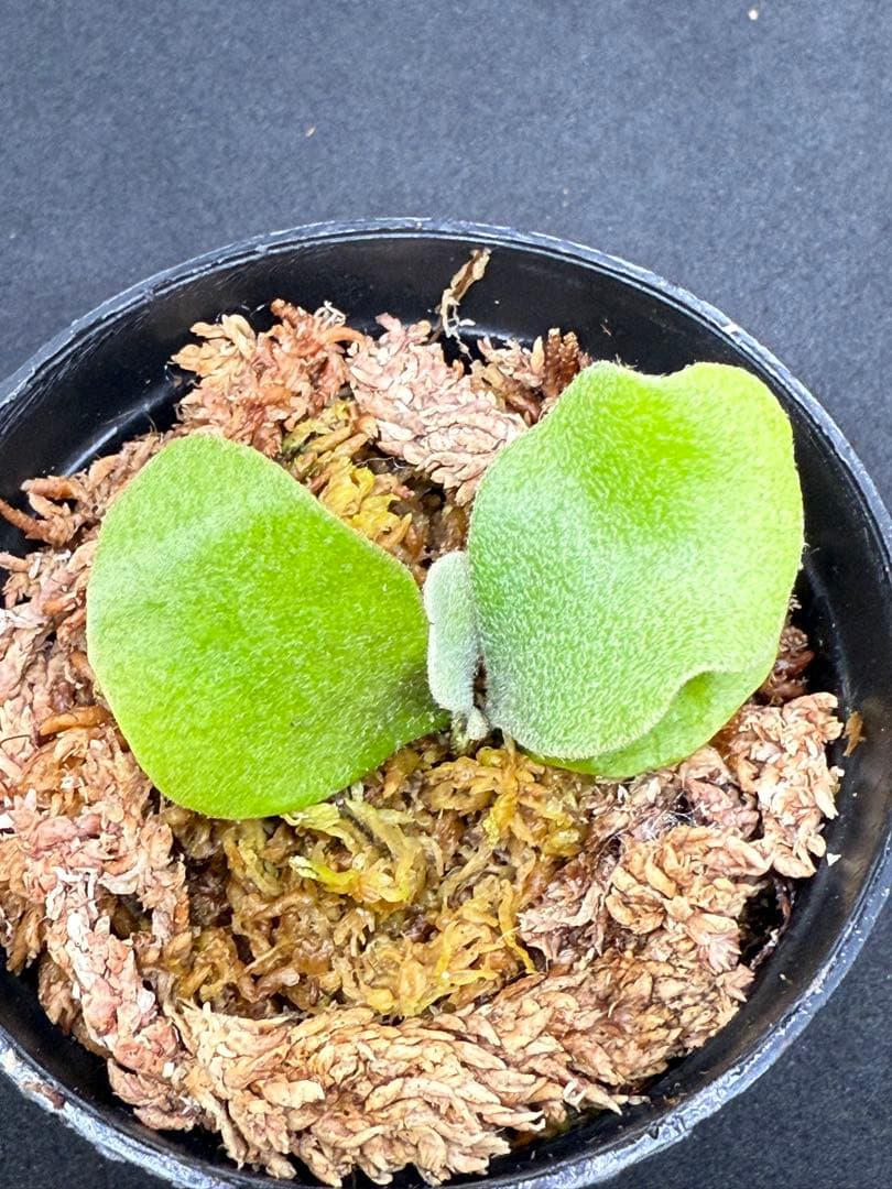 P.Pink Princess sporelingピンクプリンセス　スポア株