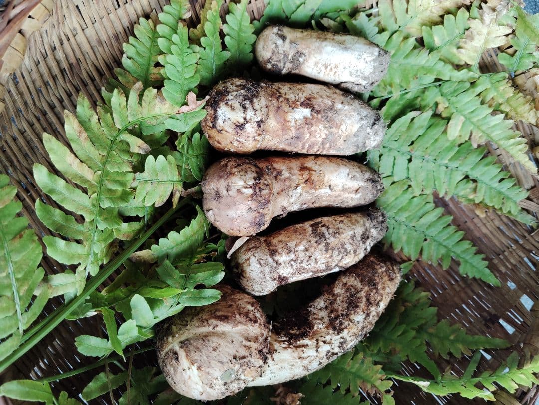 岩手県岩泉産松茸　240グラム 良品