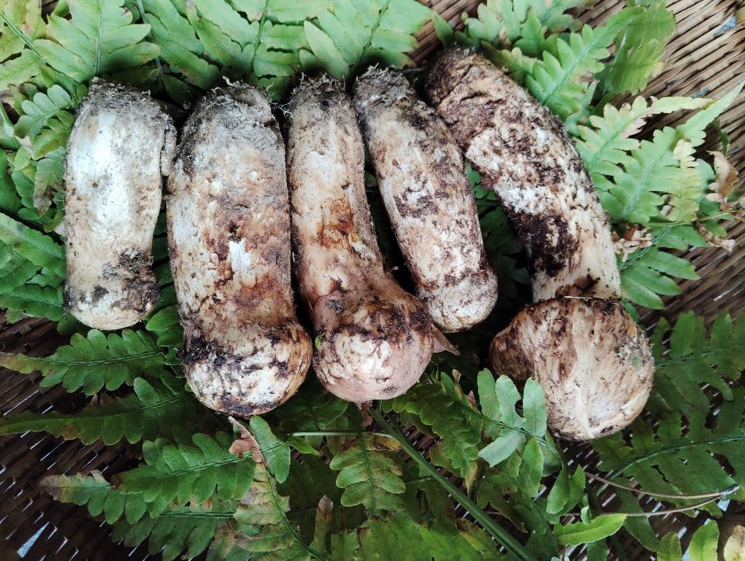 岩手県岩泉産松茸　240グラム 良品