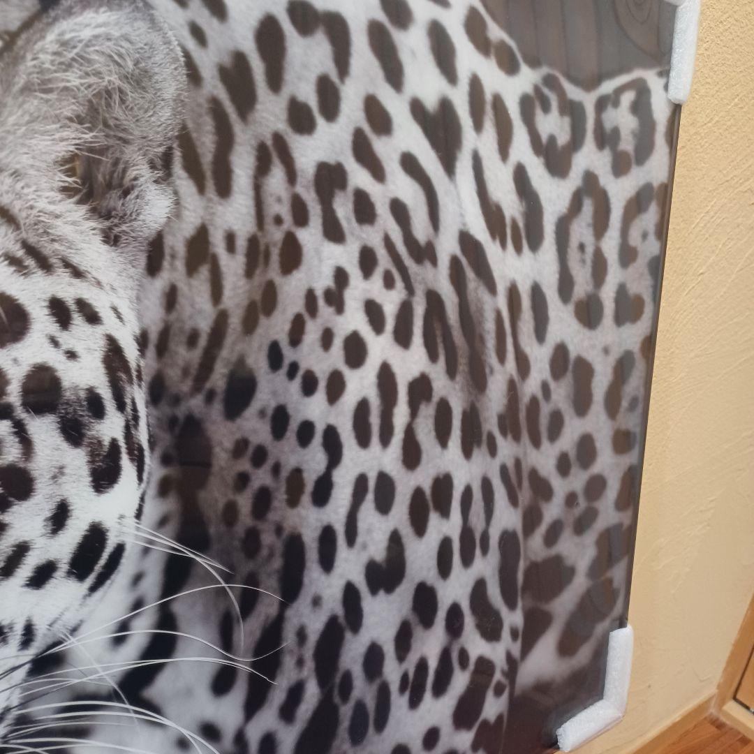 【新品】ヒョウ(豹)強化ガラス ガラスアート ポスター フレーム付き