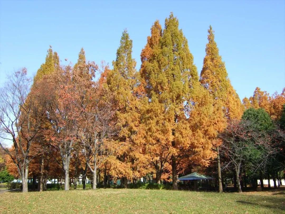 デジタルカメラ FUJIFILM FinePix F30fd