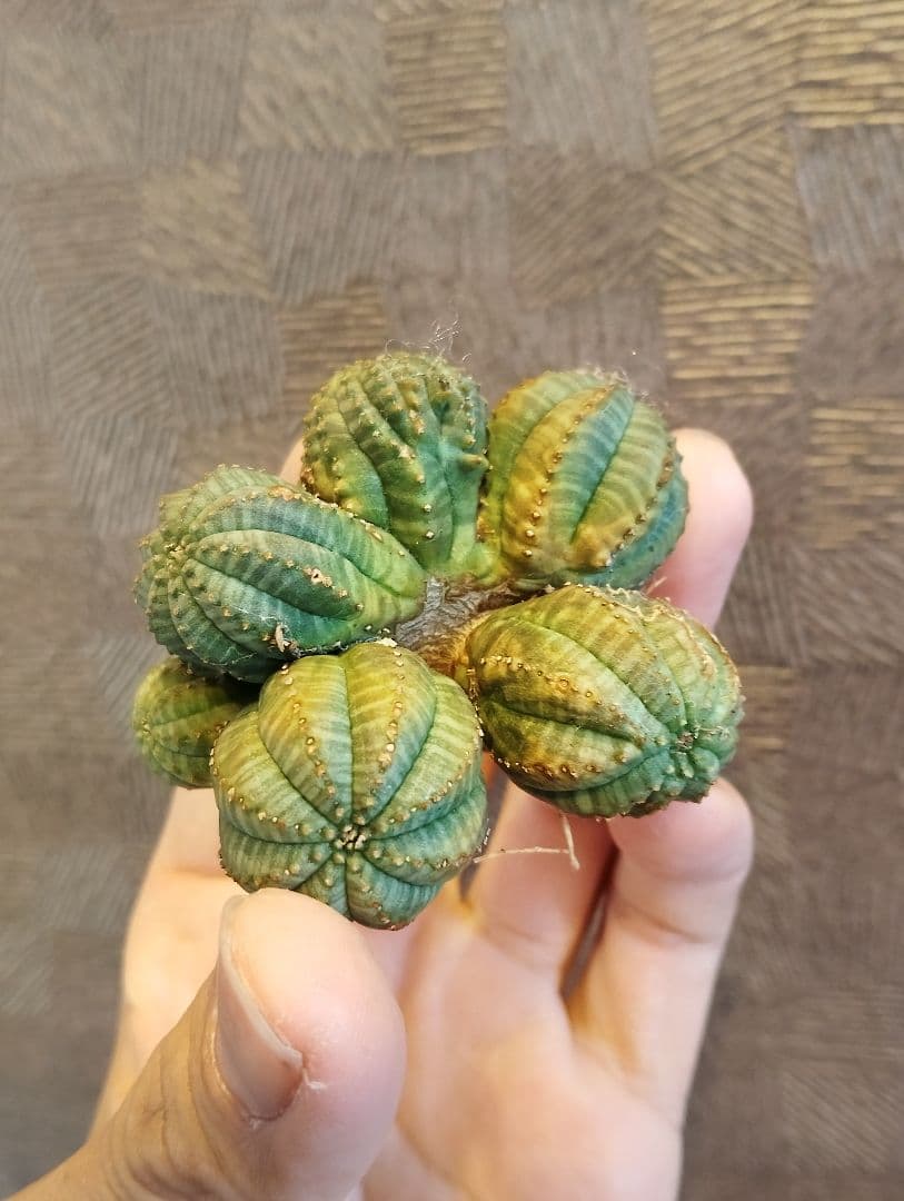 激レア ユーフォルビア オベサ モンスト \"発根済み\"