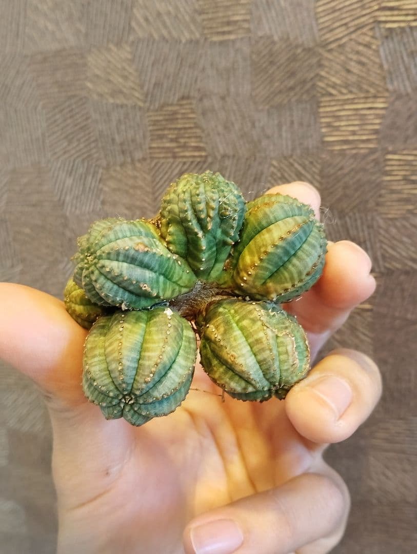 激レア ユーフォルビア オベサ モンスト \"発根済み\"