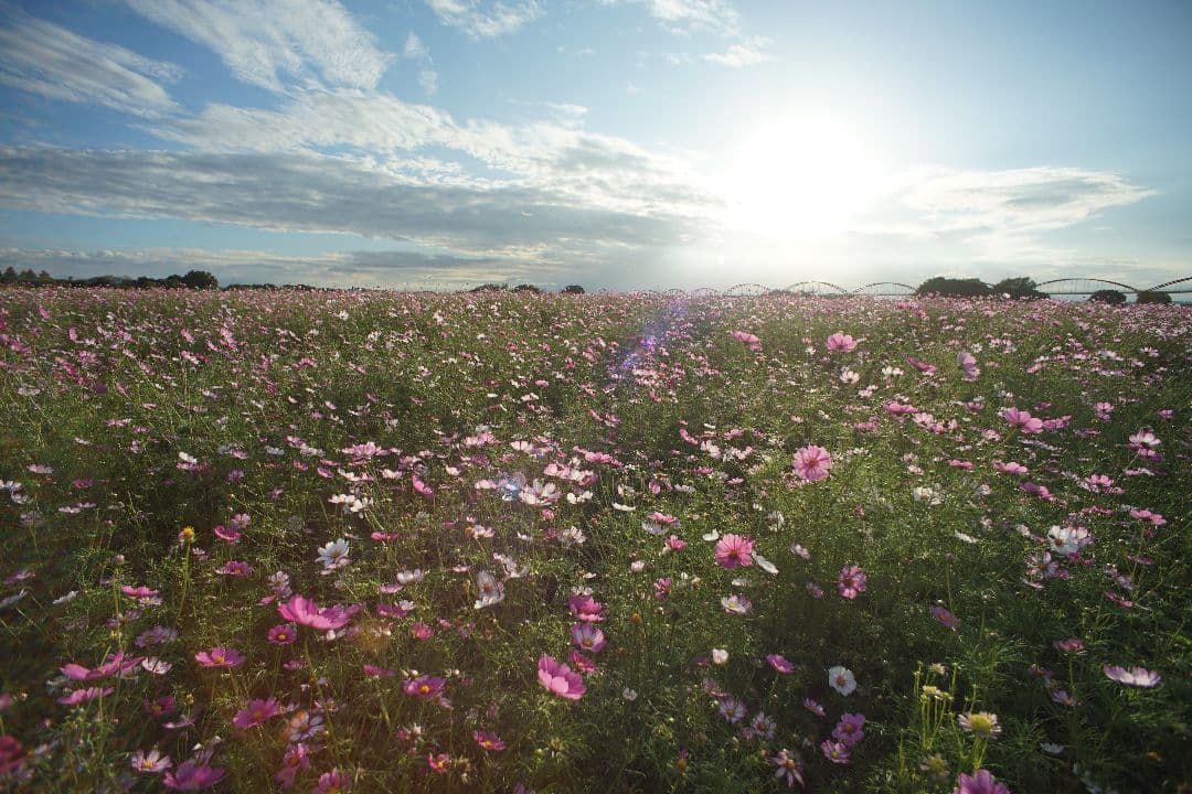 【タムさま専用】TAMRON SP 17mm f/3.5 レンズ EOS EF