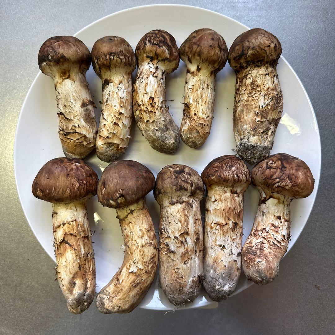 国産天然松茸‼️570g‼️