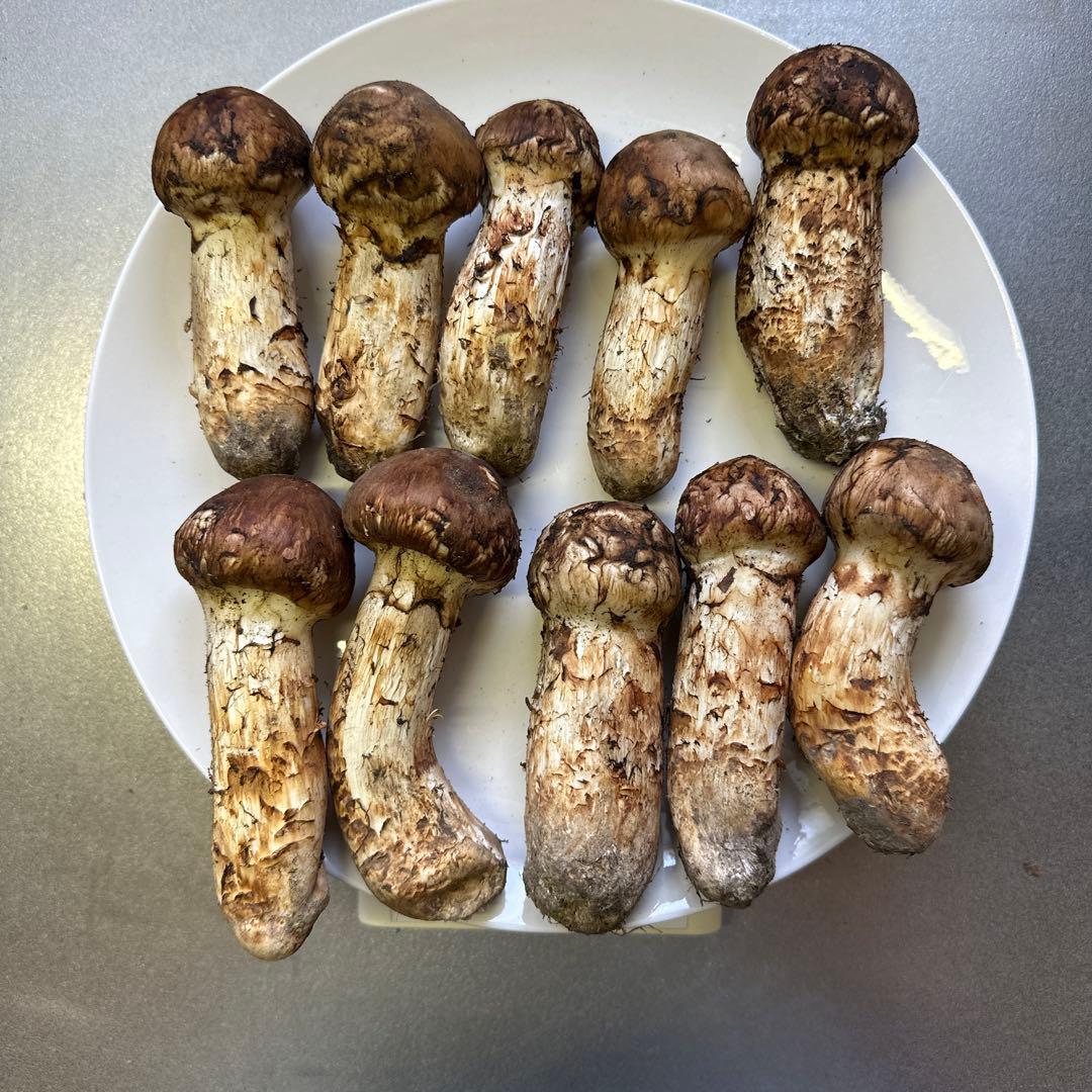 国産天然松茸‼️570g‼️