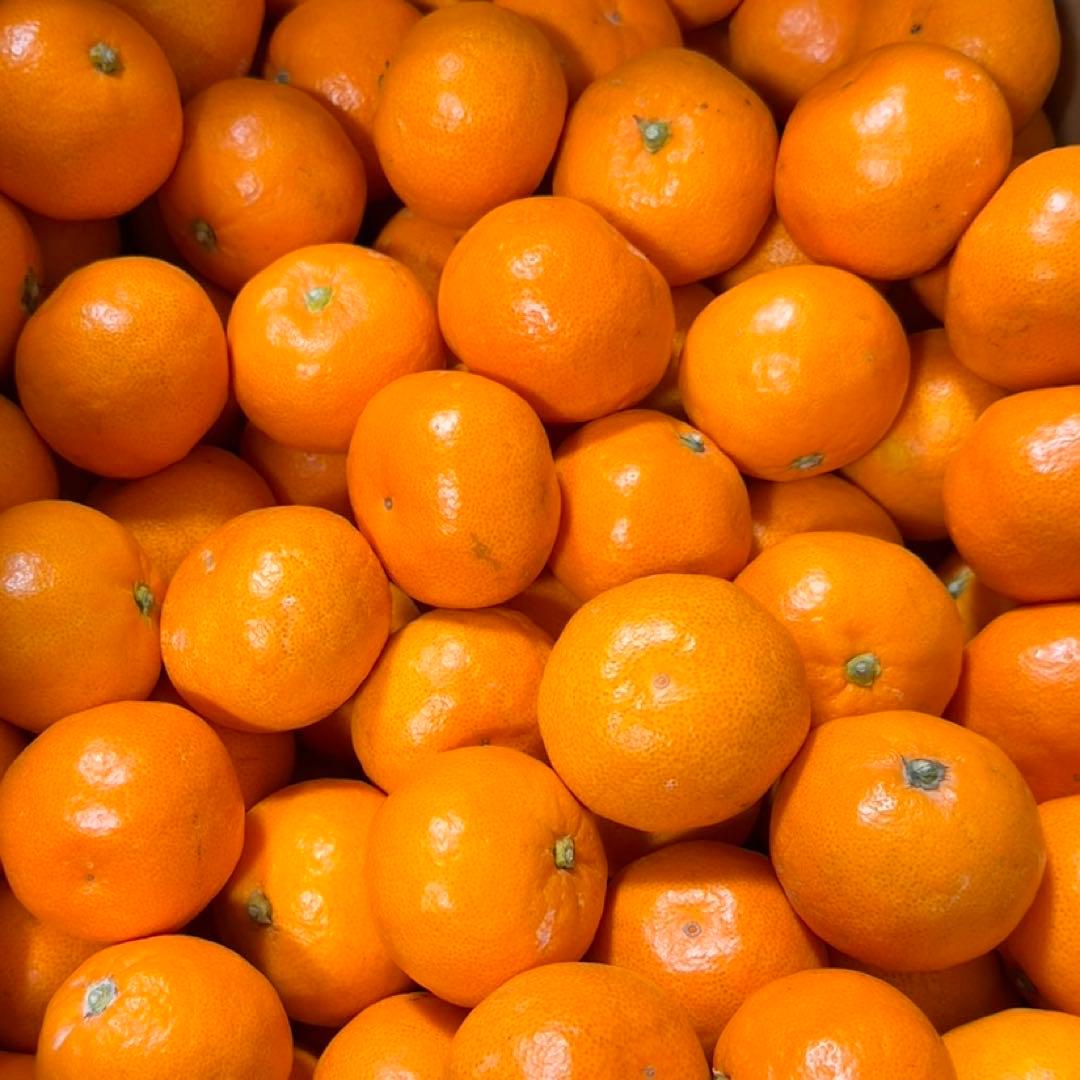 206)数量限定　甘すぎる　有田みかん　果物 　みかん　小玉　旬