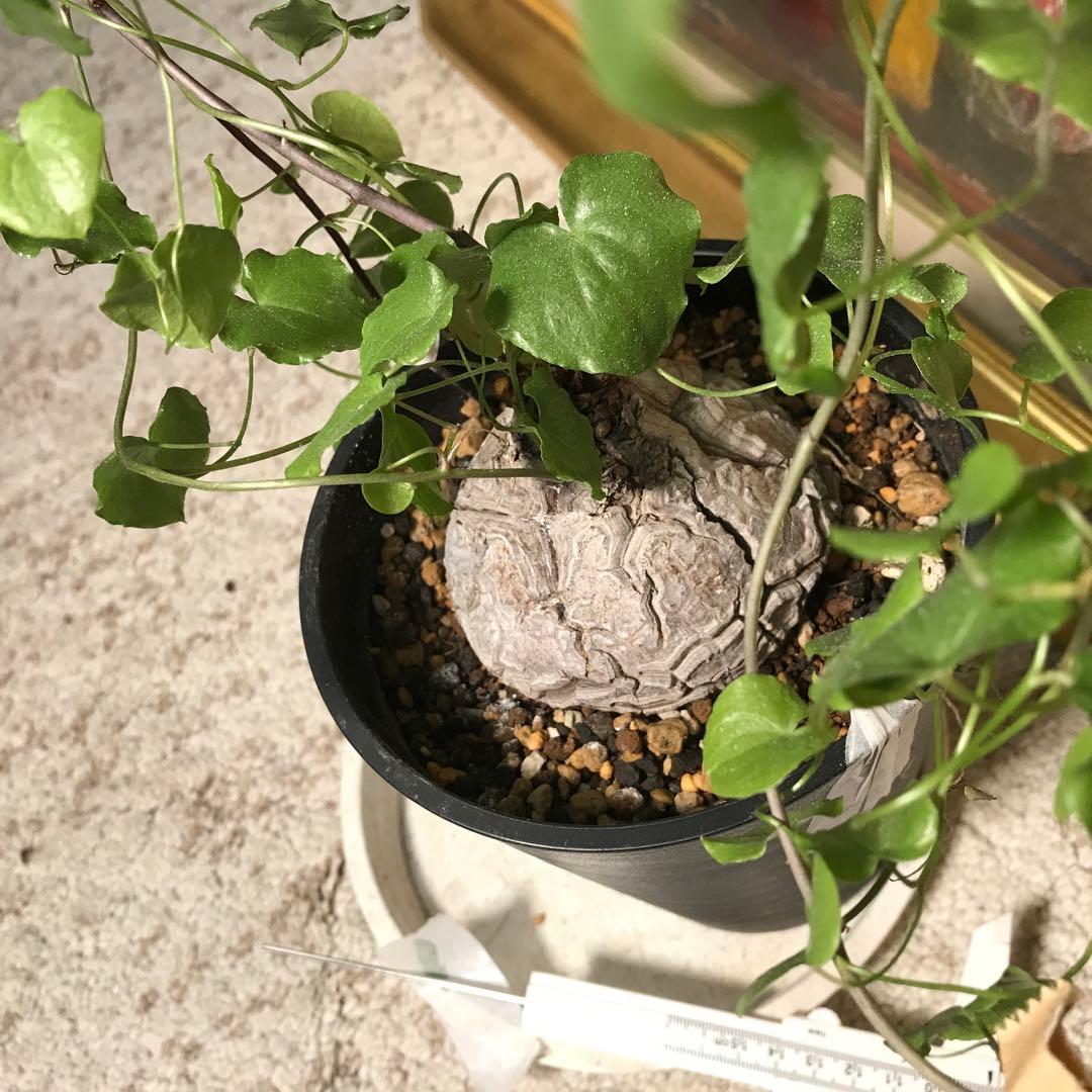 アフリカ亀甲竜迫力ある、大株です。葉を付けて、大きく成長しています。