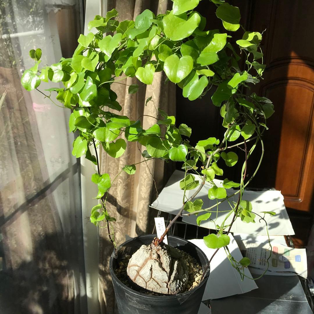 アフリカ亀甲竜迫力ある、大株です。葉を付けて、大きく成長しています。