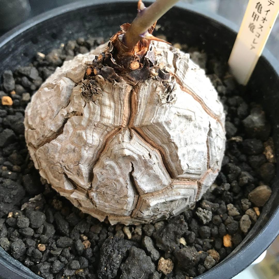 アフリカ亀甲竜迫力ある、大株です。葉を付けて、大きく成長しています。