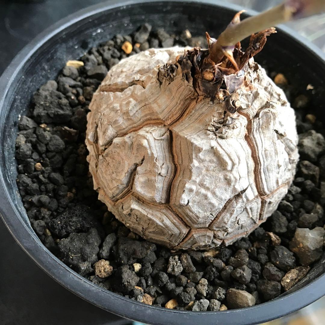 アフリカ亀甲竜迫力ある、大株です。葉を付けて、大きく成長しています。