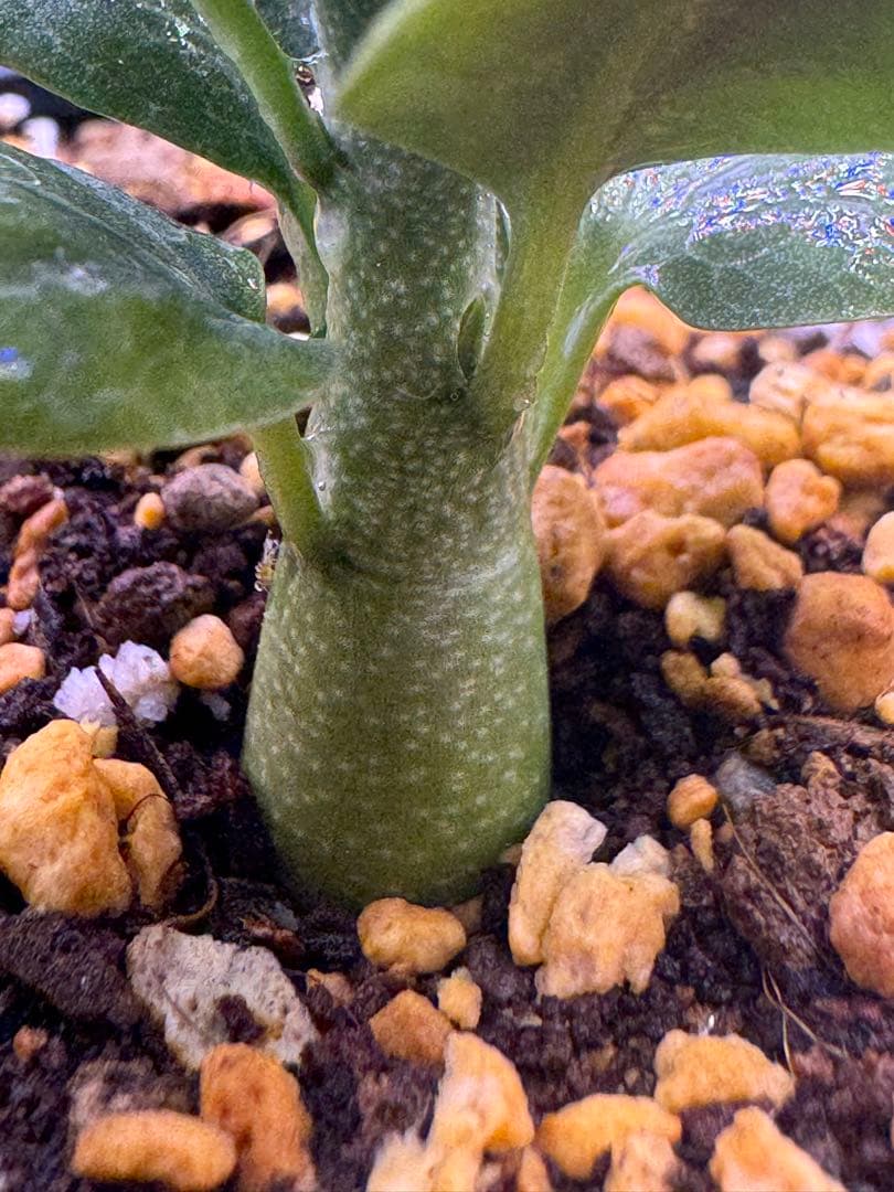 アデニアペチュエリー 塊根植物 観葉植物 実生