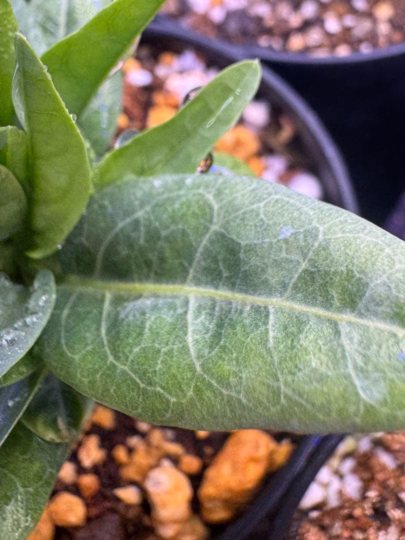 アデニアペチュエリー 塊根植物 観葉植物 実生