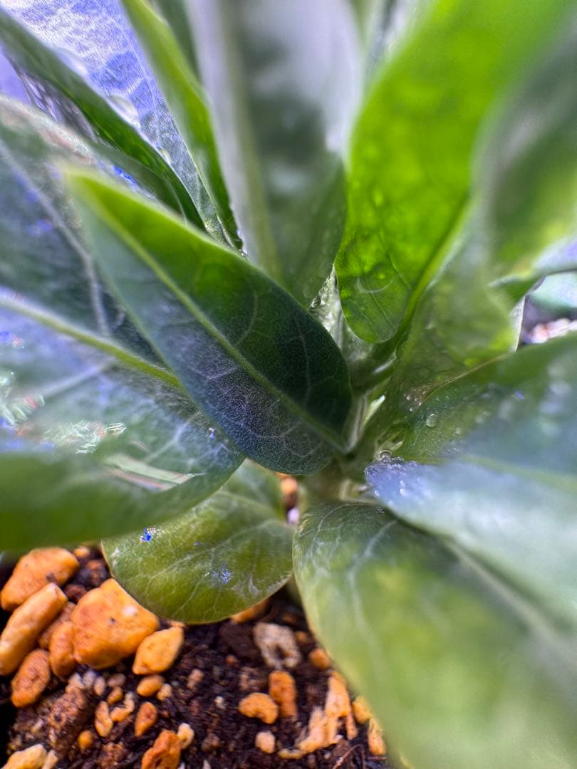 アデニアペチュエリー 塊根植物 観葉植物 実生