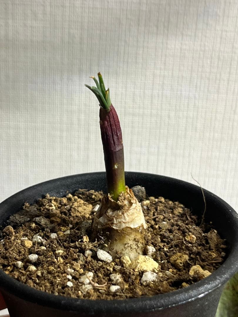 トゲオ様　確認用