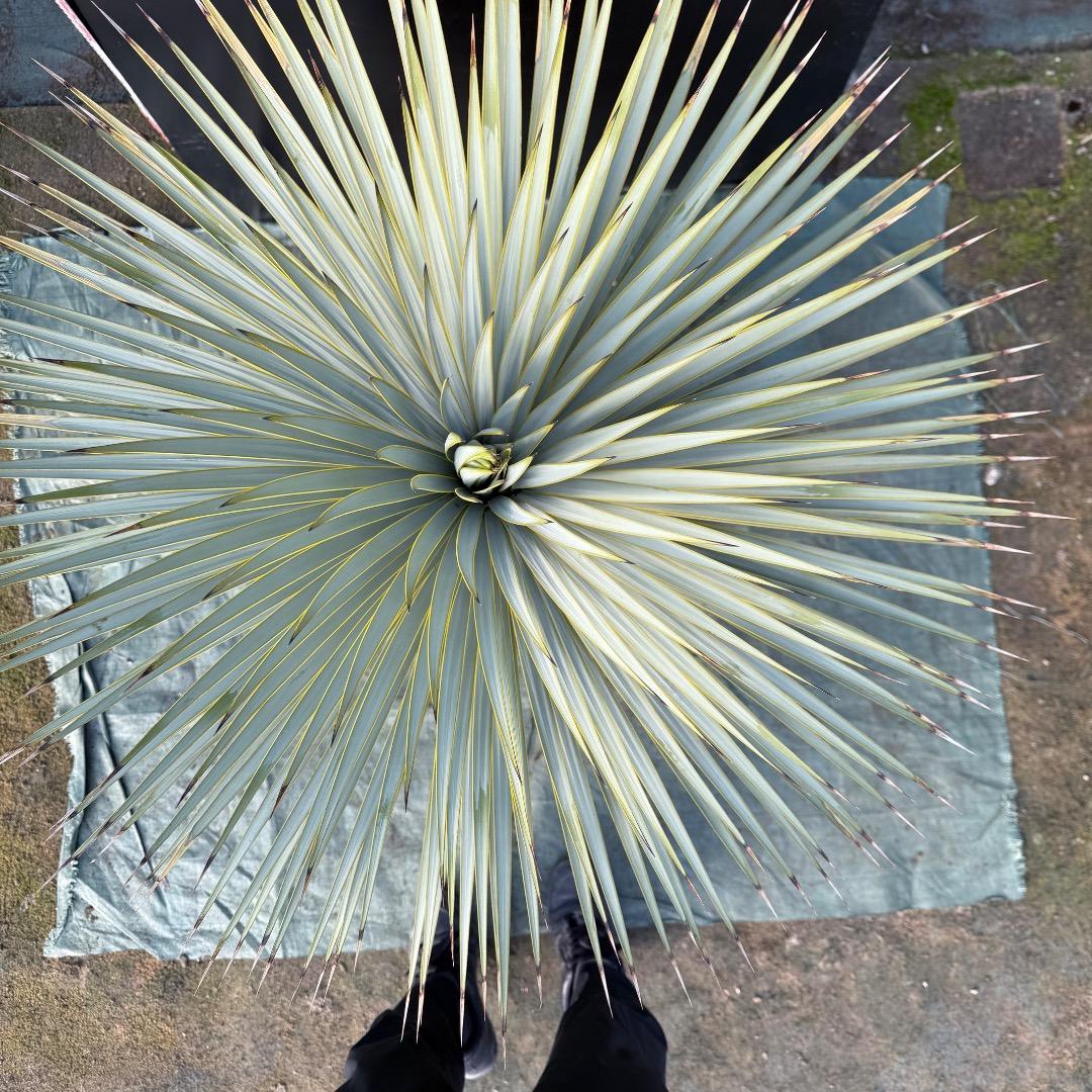 【AL1107】ユッカ　ロストラータ 超美形　極太