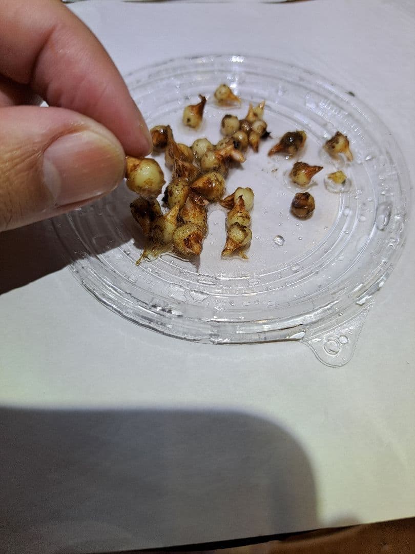 t*o様 山野草　アマギテンナンショウ　実生 10球