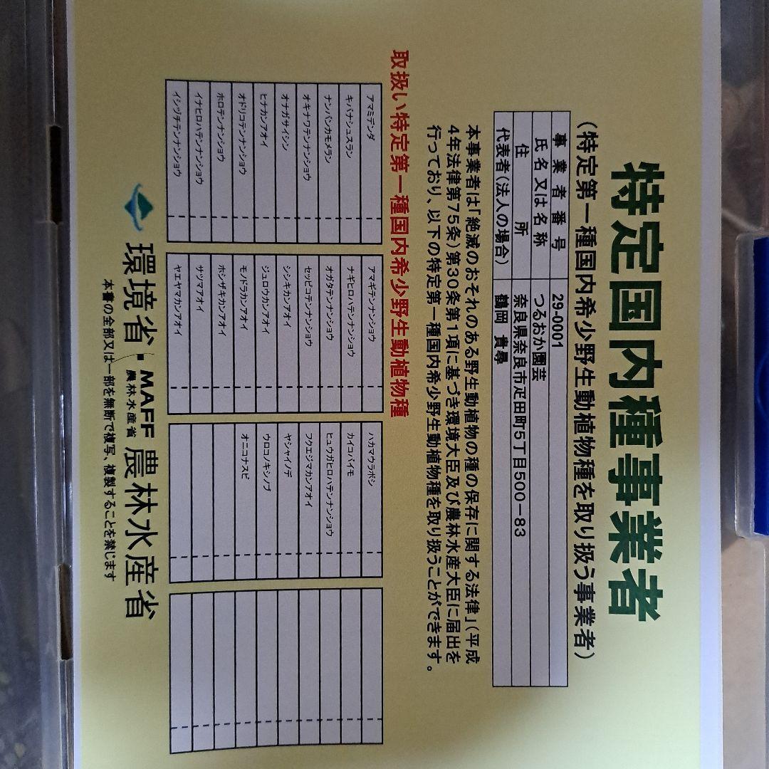 t*o様 山野草　アマギテンナンショウ　実生 10球