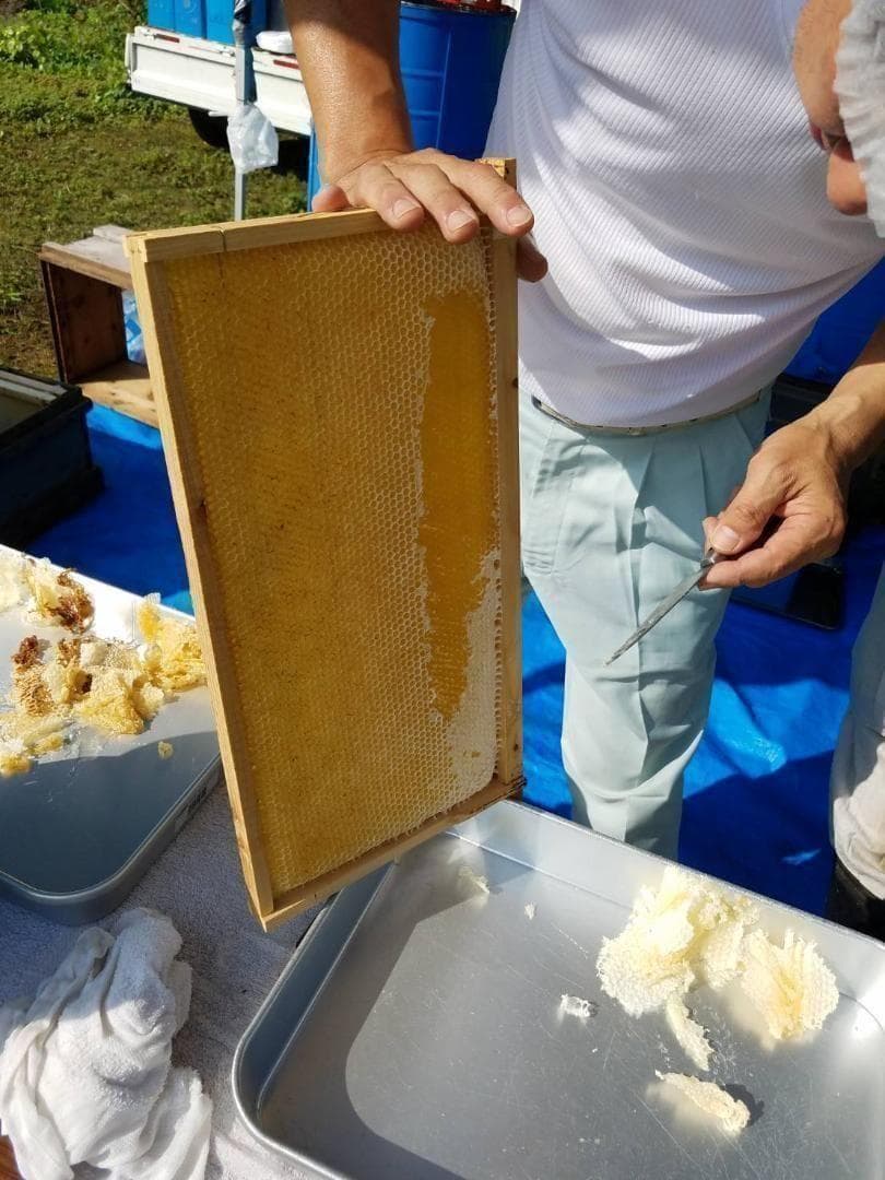 塚本養蜂場 国産純粋蜂蜜 600g×3個 自然熟成【賞味期限2028年7月】