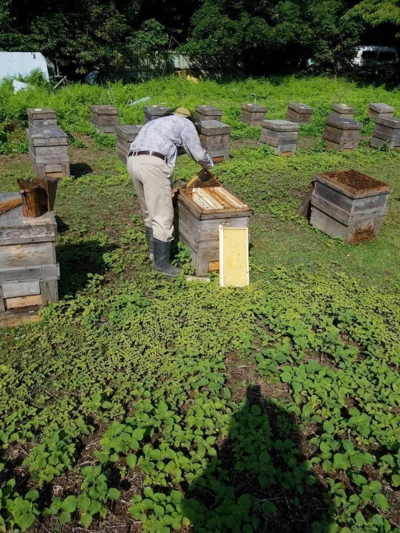 塚本養蜂場 国産純粋蜂蜜 600g×3個 自然熟成【賞味期限2028年7月】