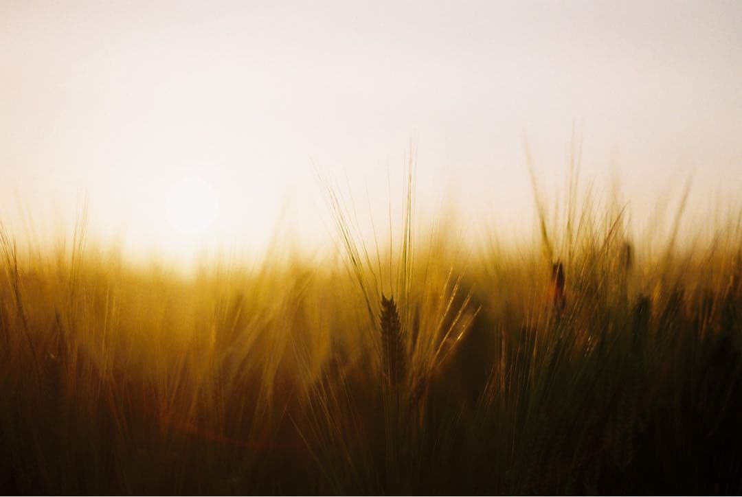 完動品、整備済◉Olympus OM-1 単焦点レンズ付き フィルムカメラ