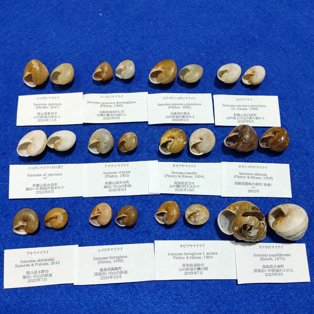 ニッポンマイマイ　カタツムリ　マイマイ　貝殻　標本