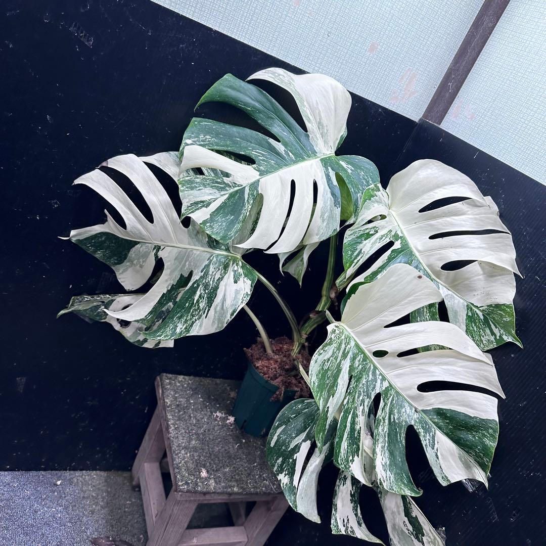 N*A様 斑入りモンステラ ホワイトタイガー極美大株73cm白斑多