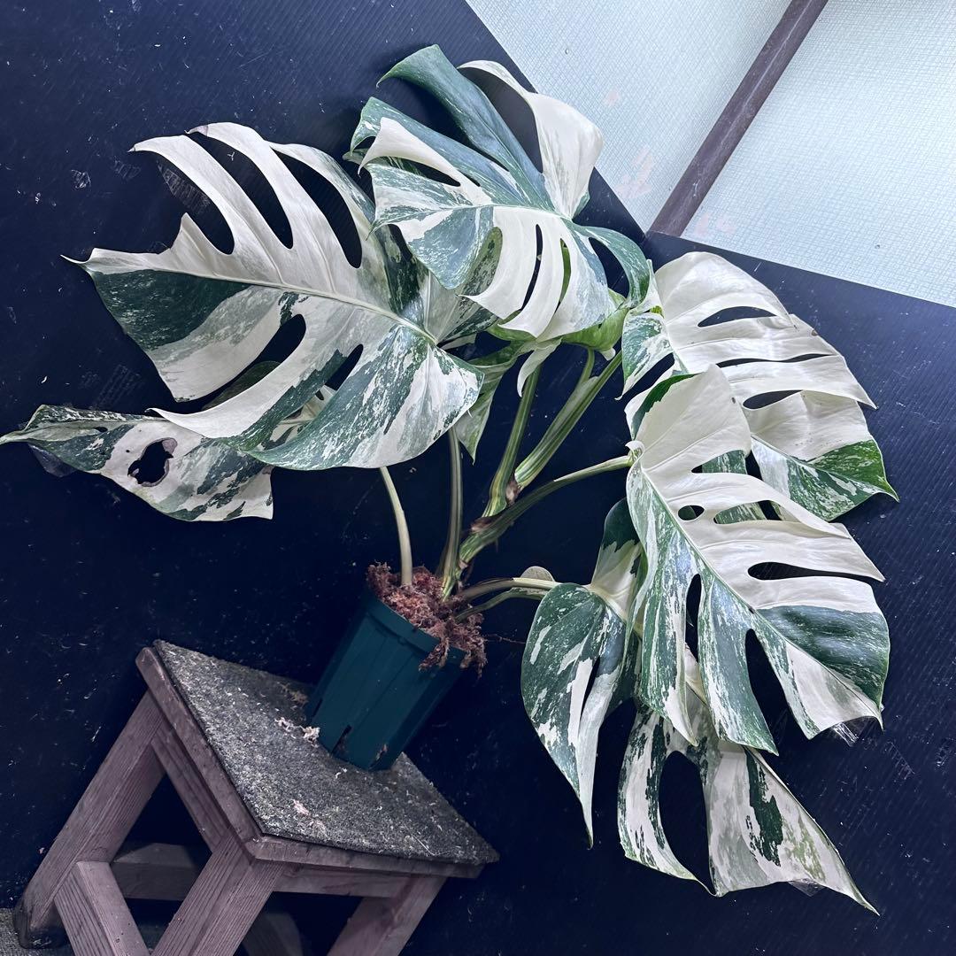 N*A様 斑入りモンステラ ホワイトタイガー極美大株73cm白斑多