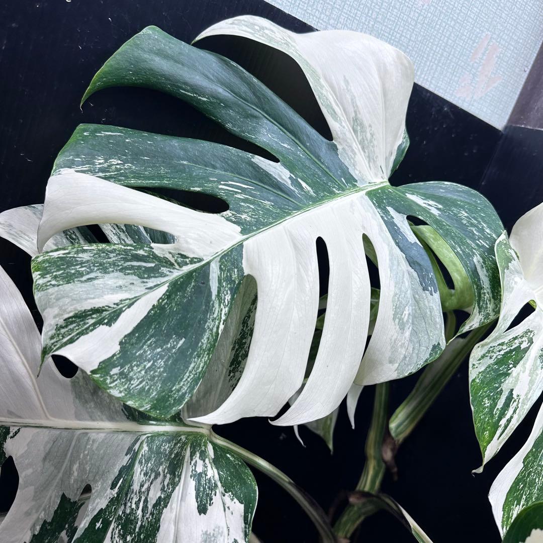 N*A様 斑入りモンステラ ホワイトタイガー極美大株73cm白斑多