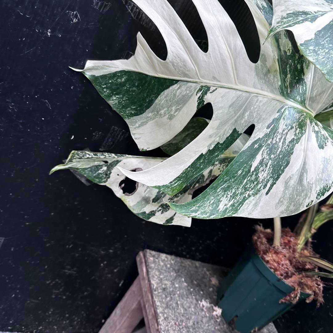 N*A様 斑入りモンステラ ホワイトタイガー極美大株73cm白斑多