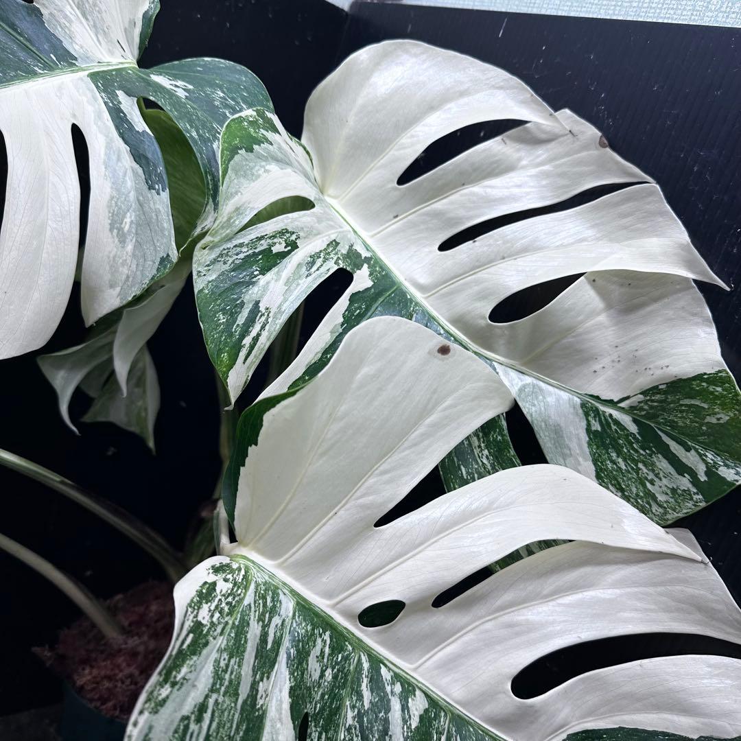 N*A様 斑入りモンステラ ホワイトタイガー極美大株73cm白斑多
