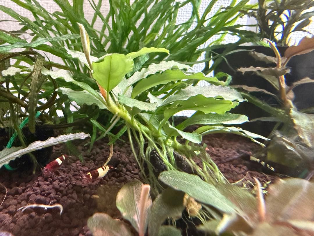 ブセファランドラType2 from sintang kayulapis