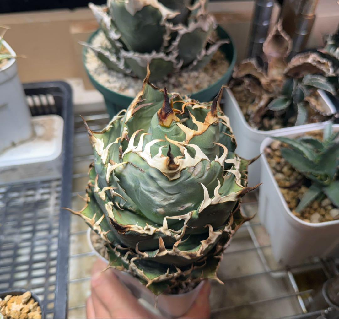 Collection オテロイ / 購入時名称スーパーチタノタ 悪魔くん