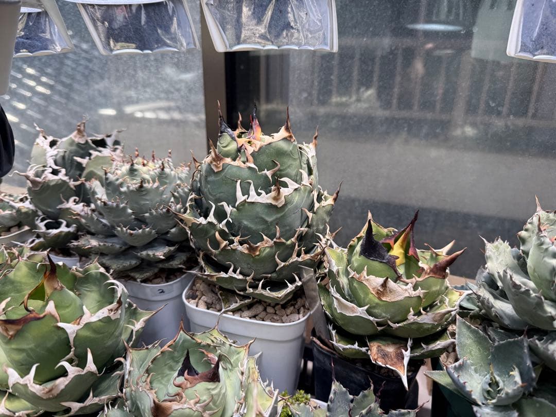 Collection オテロイ / 購入時名称スーパーチタノタ 悪魔くん