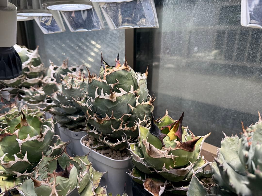 Collection オテロイ / 購入時名称スーパーチタノタ 悪魔くん