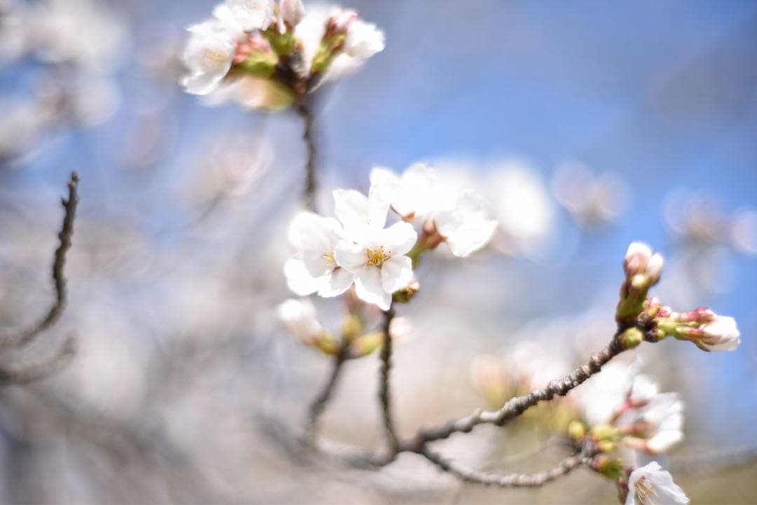 レンズ(単焦点) Zeiss Planar T* 50mm F1.4 ZF.2