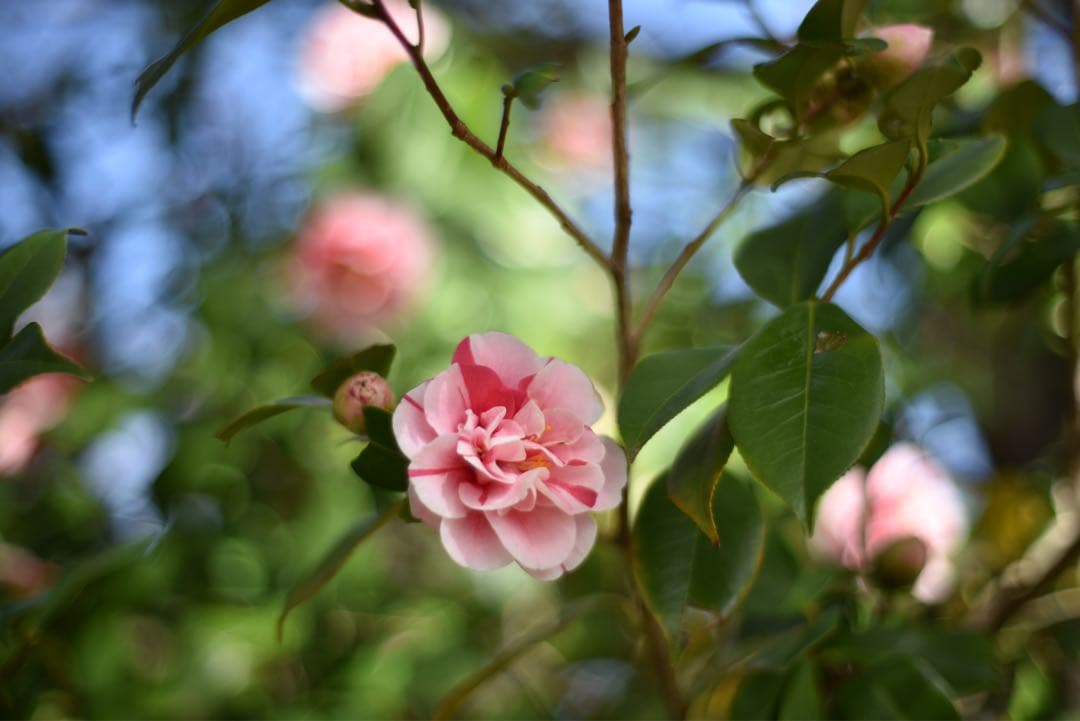 レンズ(単焦点) Zeiss Planar T* 50mm F1.4 ZF.2