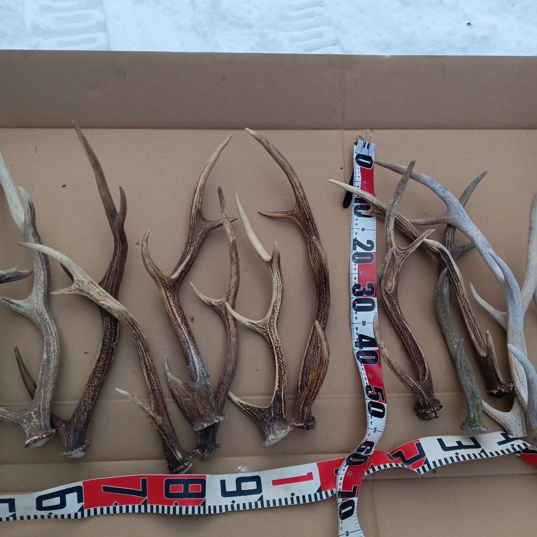 ク*ト様 鹿の角 犬のおもちゃ 工芸品などにどうぞ ２２番