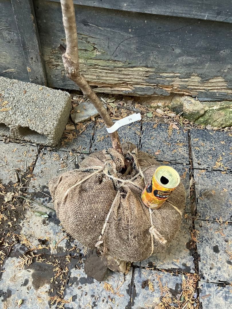 90 山採り　ナツハゼ