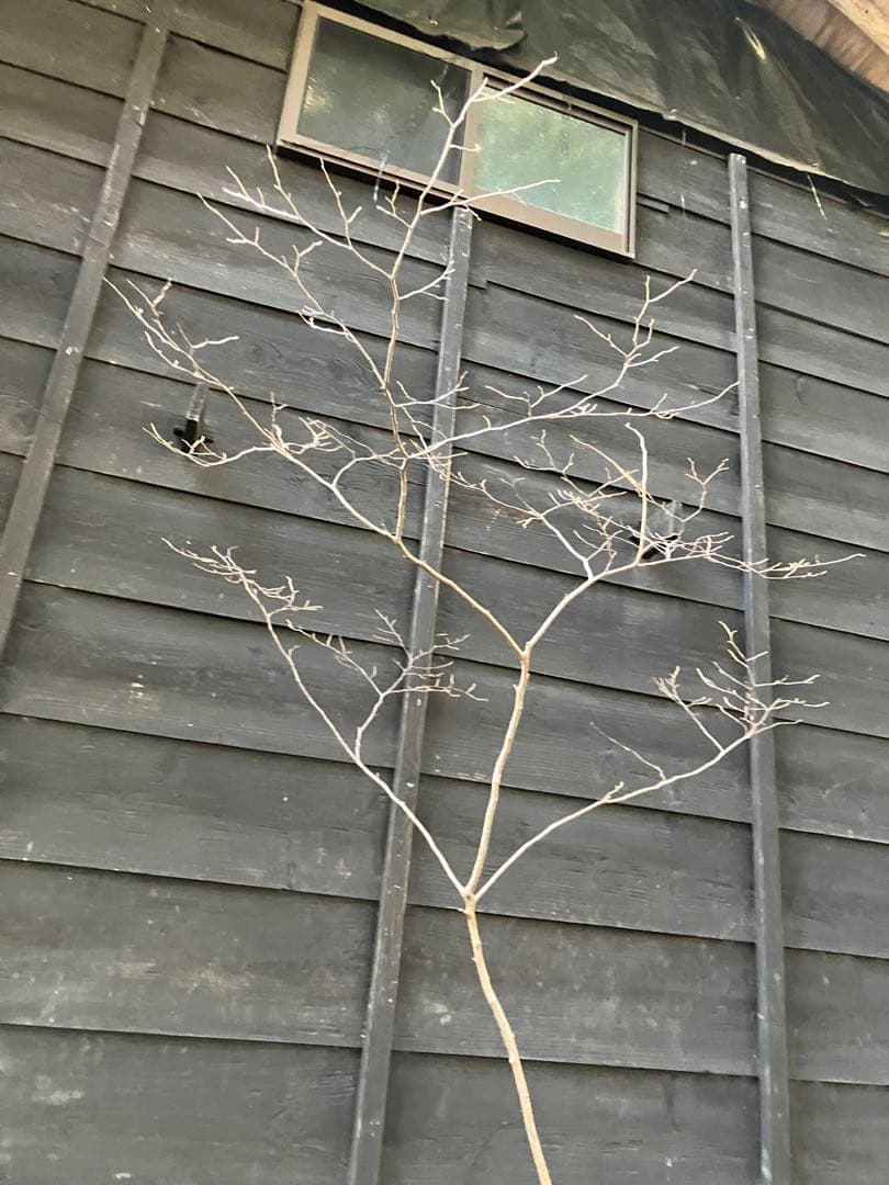 90 山採り　ナツハゼ