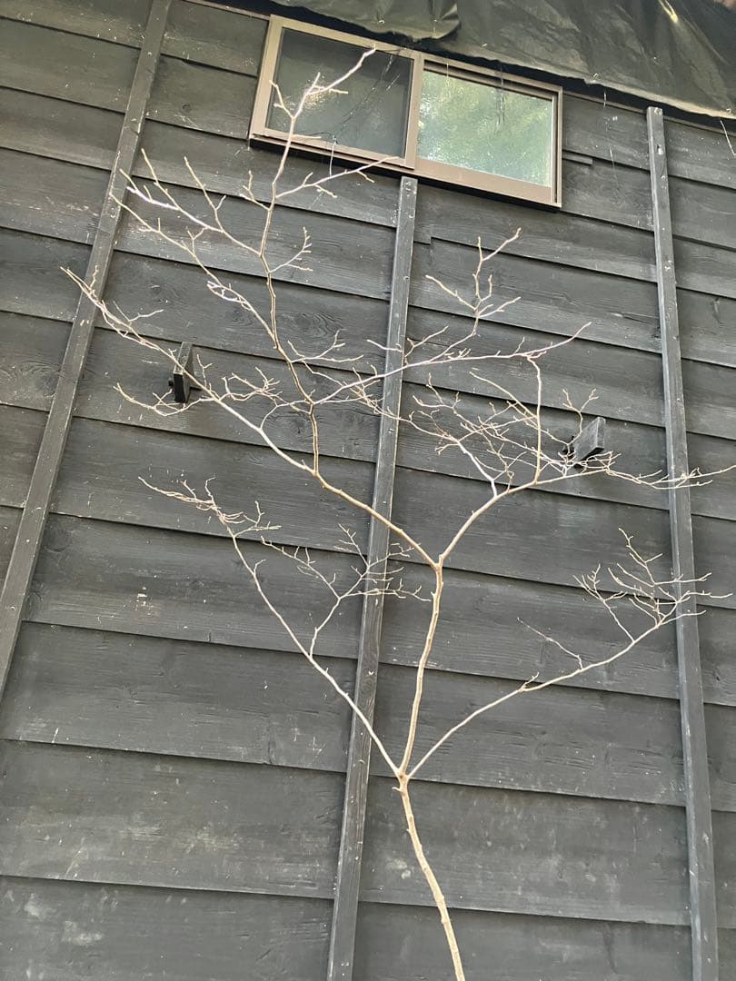 90 山採り　ナツハゼ