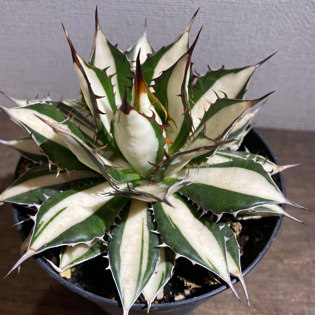 アガベ　ホリダ　白中斑　極上限定2