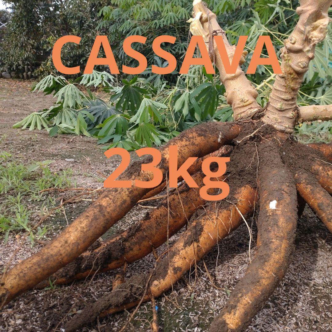 採れたて★23kg★キャッサバ芋 cassava マンジョッカ yuca