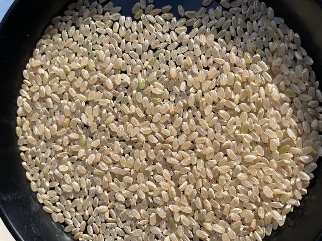 山形県産 はえぬき玄米 30kg 送料無料！