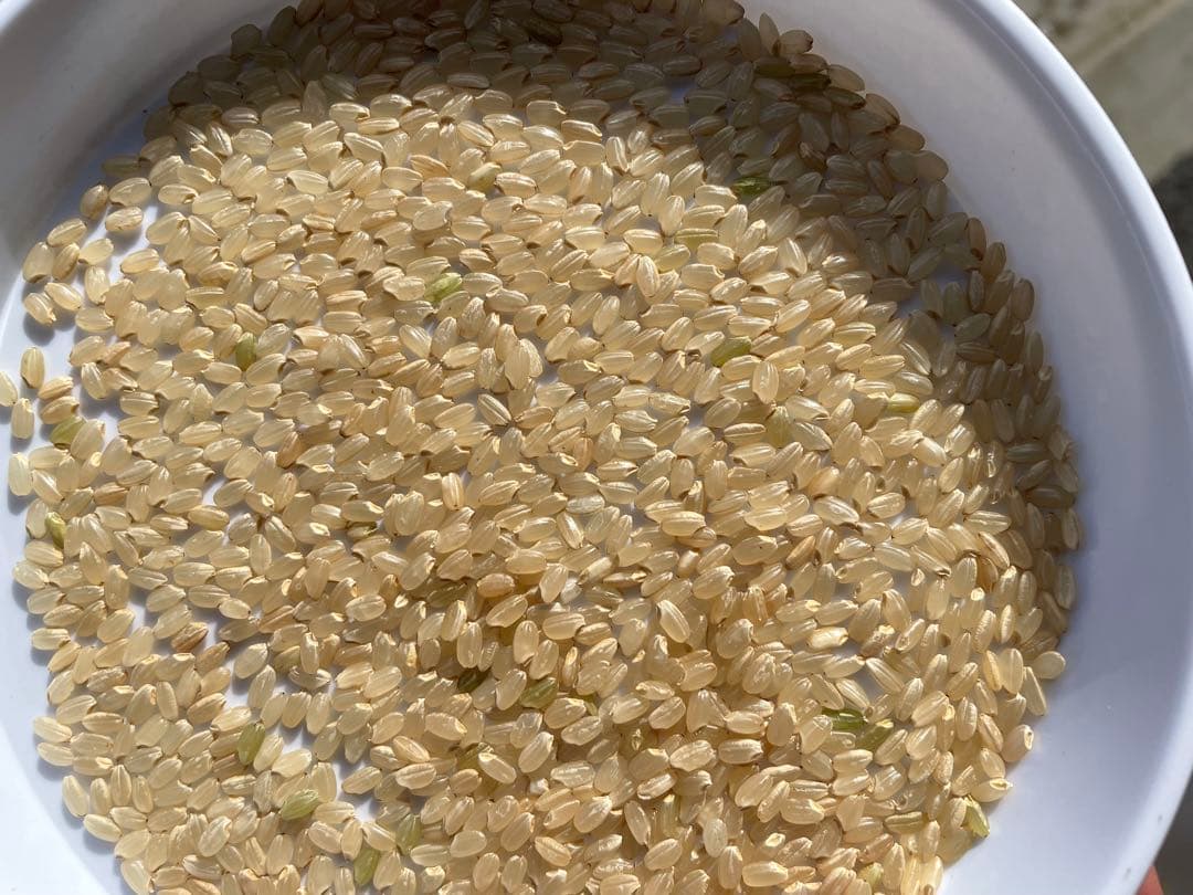 山形県産 はえぬき玄米 30kg 送料無料！