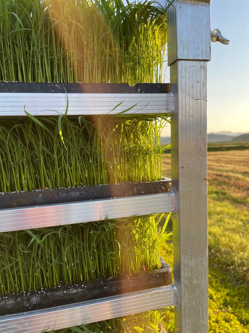 山形県産 はえぬき玄米 30kg 送料無料！