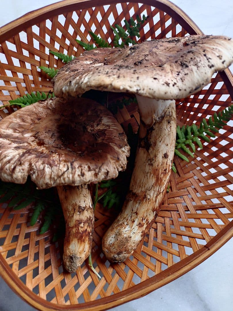 10/16 南信州産 松茸 240g